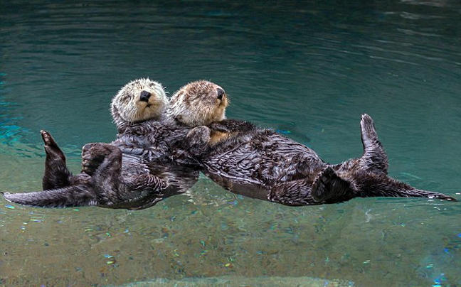 Βίδρες χέρι- χέρι