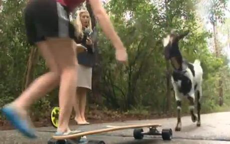 Η κατσίκα που κάνει skateboard