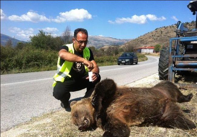 Εντοπίστηκε νεκρή αρκούδα στην Καστοριά