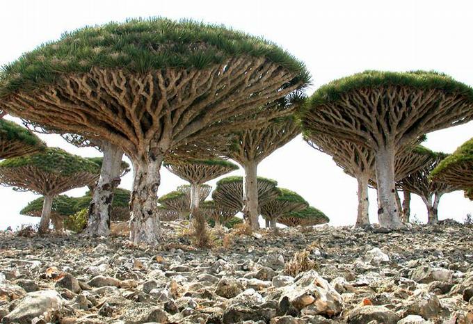 Ένα νησί… από άλλο πλανήτη!Η ξεχωριστή φύση στο Socotra!