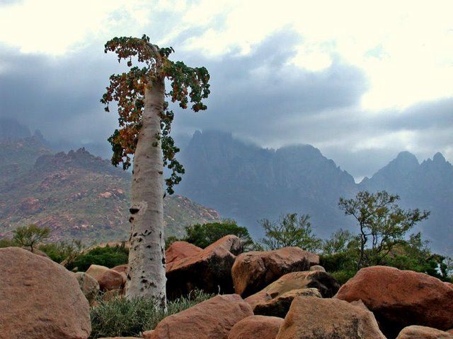 Ένα νησί… από άλλο πλανήτη!Η ξεχωριστή φύση στο Socotra!