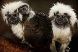 Ανακαλύφθηκαν μη ανθρώπινα πρωτεύοντα που ψιθυρίζουν