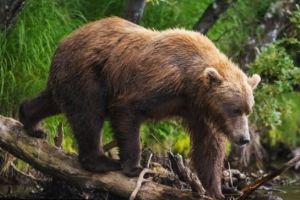 Το «μέγεθος μετρούσε» για τις αρχαίες αρκούδες λένε οι επιστήμονες