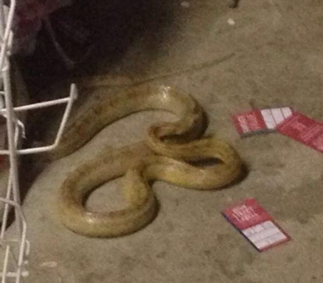 Σε υπόγειο του Λονδίνου «παρέα» με ένα φίδι&#8230;