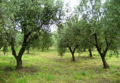 Κλέβουν τις ελιές από τα περιβόλια στη Στερεά Ελλάδα