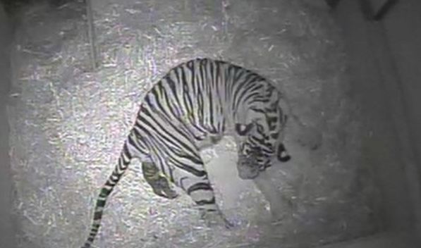 Η γέννηση τίγρης καταγράφεται σε βίντεο
