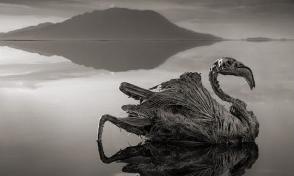 Φονική λίμνη μετατρέπει τα ζώα σε αγάλματα