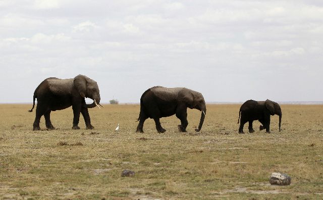 Υπαρκτός ο κίνδυνος για τους ελέφαντες της Αφρικής