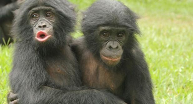 Η ζεστή αγκαλιά των πιθήκων μπονόμπο