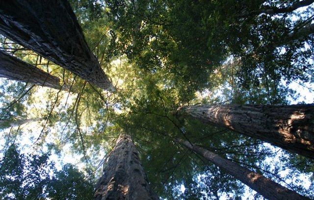 Μαζεύουν υπογραφές κατά του νομοσχεδίου για τα δάση