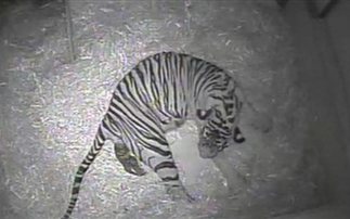 Πνίγηκε η τίγρης που γεννήθηκε σε ζωολογικό κήπο του Λονδίνου