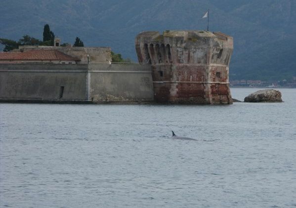 Δύο φάλαινες «επισκέφτηκαν» τα λιμάνια της Ιταλίας