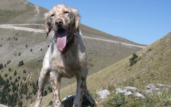 Χάθηκε σκύλος στον Όρβηλο Σερρών