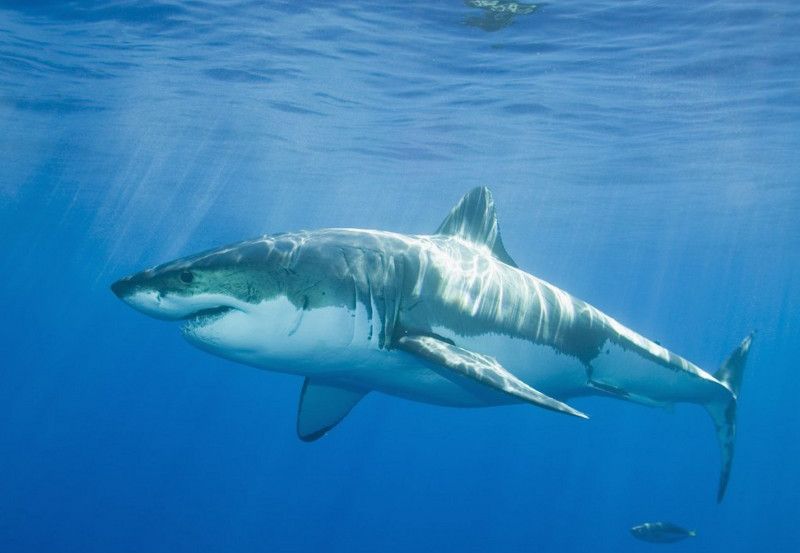 Καρχαρίας σκότωσε έναν 18χρονο σέρφερ
