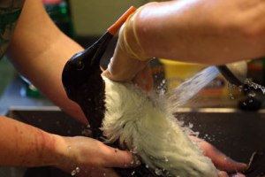 Απαγορεύτηκε χημικό που σκότωσε χιλιάδες θαλασσοπούλια