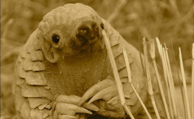 Μικρό θηλαστικό βρήκε ένα νέο σπίτι