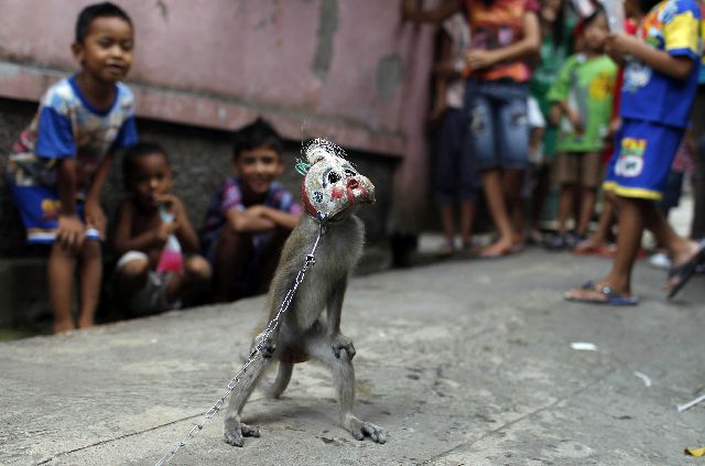 Η Τζακάρτα απαγορεύει τις επιδείξεις δρόμου με μαϊμούδες