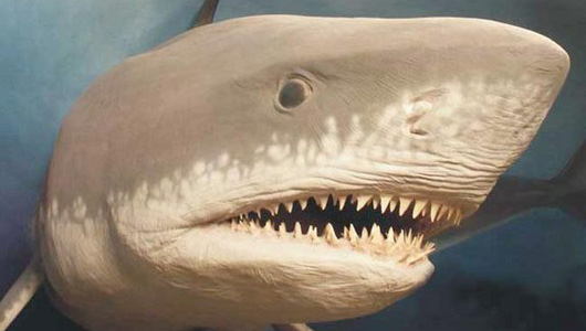 Ο μεγαλύτερος καρχαρίας εξαφανίστηκε λόγω&#8230; μεγέθους