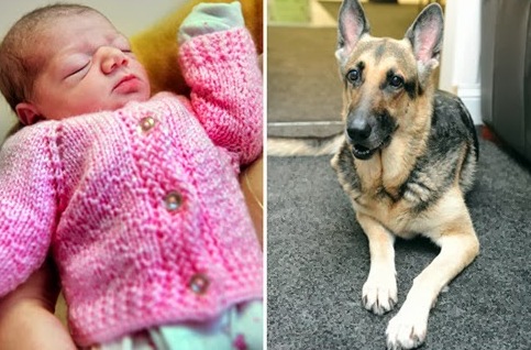 Σκύλος έσωσε εγκαταλελειμμένο νεογέννητο