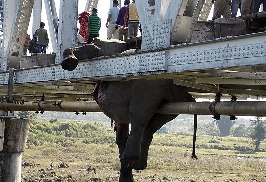 Επτά ελέφαντες νεκροί από σύγκρουση με τρένο