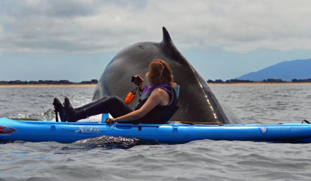 Κάνοντας κανό παρέα με μια… φάλαινα 36 τόνων!