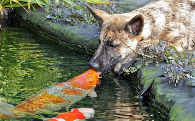 Ο σκύλος που αγαπάει τα ψάρια