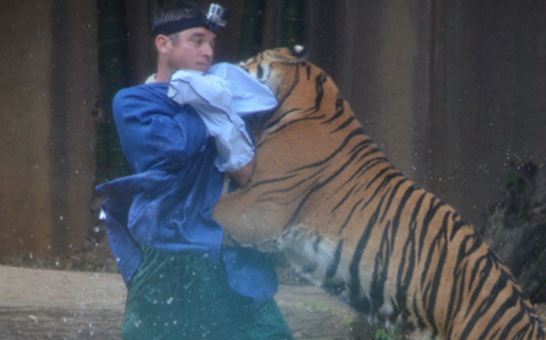 Νέες φωτογραφίες από την επίθεση τίγρης σε εκπαιδευτή