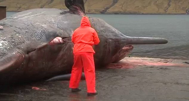 Όταν «εκρήγνυνται» τα σωθικά μιας νεκρής φάλαινας