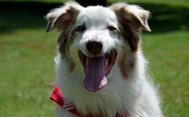 Ένας από τους μεγαλύτερους αιμοδότες στις ΗΠΑ είναι&#8230; σκύλος!