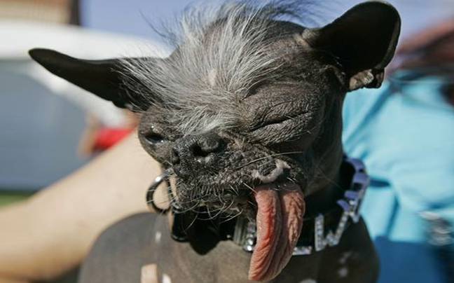 Πέθανε το πιο άσχημο σκυλάκι του κόσμου