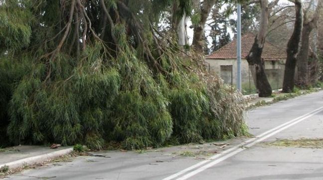 Έπεσαν δέντρα από τους ισχυρούς ανέμους