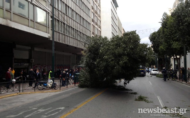 Έπεσε δέντρο στη Σταδίου