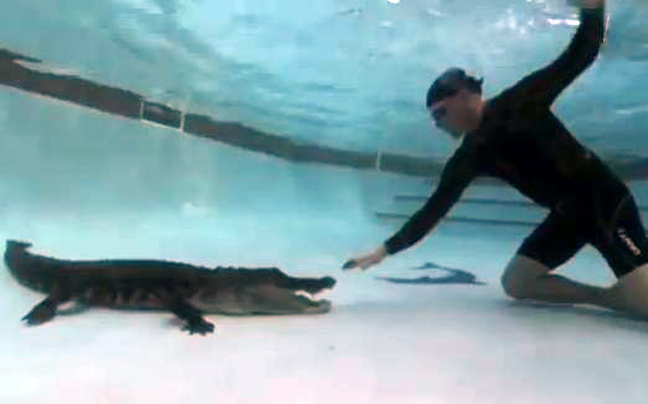 Στην πισίνα με έναν αλιγάτορα