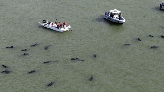 Δεκάδες φάλαινες αποκλεισμένες στα ρηχά