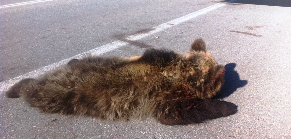 Δίχρονο αρκουδάκι νεκρό από τροχαίο