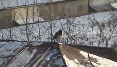 To πουλί που κάνει… snowboard