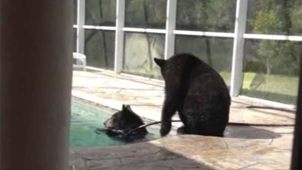 Αρκούδες έκαναν «κατάληψη» στην πισίνα σπιτιού