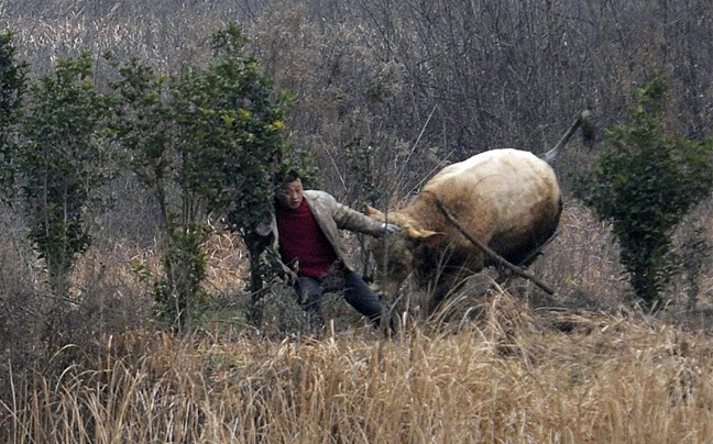 Νεκρή με μία σφαίρα η αγελάδα που τρομοκράτησε αγρότες στην Κίνα