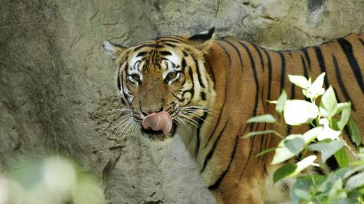 Τίγρη σκότωσε φροντιστή σε ζωολογικό κήπο της Κίνας