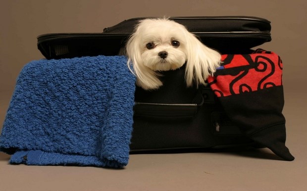 Πώς θα φτιάξετε τη «βαλίτσα» του σκύλου σας