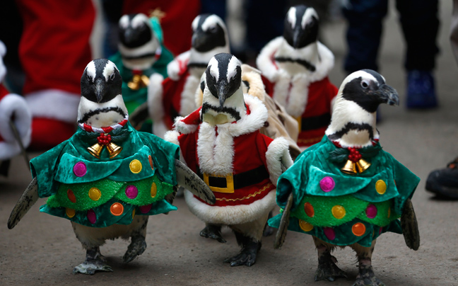 Τα Χριστούγεννα των πιγκουίνων