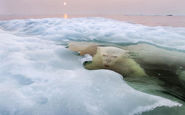 Η «αναδυόμενη αρκούδα» νικήτρια του φωτογραφικού διαγωνισμού του National Geographic