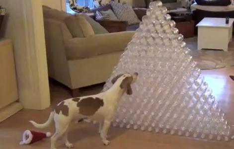 Η πυραμίδα-όνειρο κάθε σκύλου