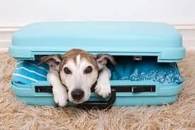 Φτιάξτε έξυπνα τη βαλίτσα του σκύλου σας