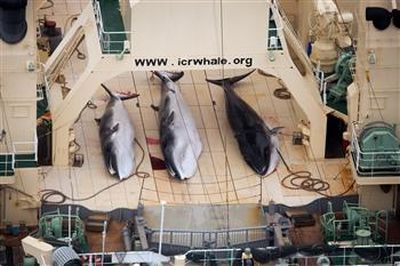 Ιαπωνικά φαλαινοθηρικά σκότωσαν τέσσερις φάλαινες