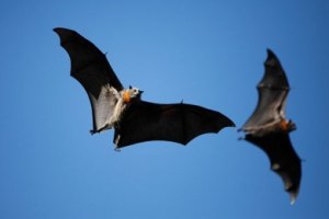 Νεκρές νυχτερίδες στο Κουίνσλαντ λόγω καύσωνα