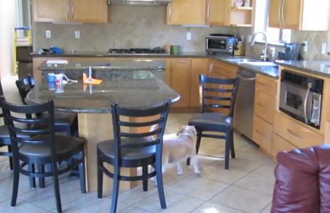 Ένας πανέξυπνος σκύλος