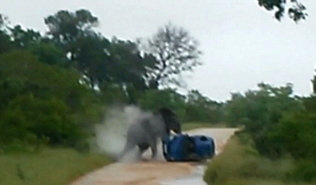 Ελέφαντας αναποδογύρισε αυτοκίνητο