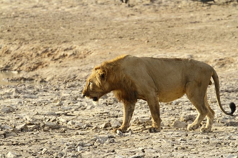 Είδος προς εξαφάνιση το λιοντάρι της δυτικής Αφρικής