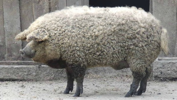 Το γουρούνι που ήθελε να γίνει πρόβατο